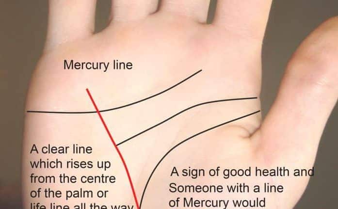 mercury line, line of health, health line, liver line,
