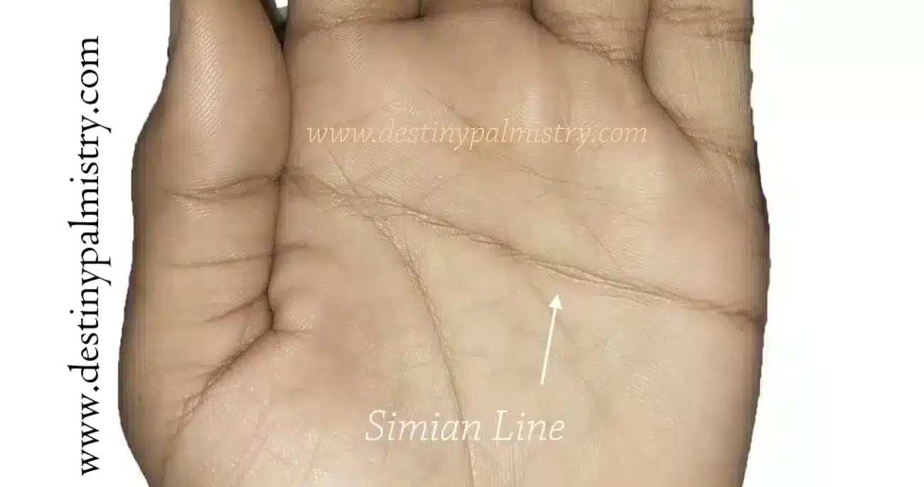 Double Simian or One Simian Line on the Palm