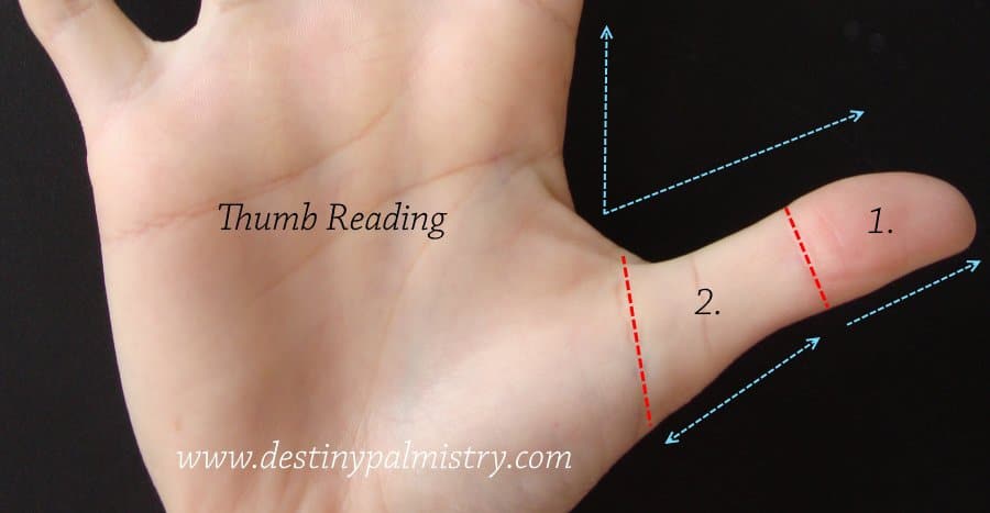 thumb reading, small thumb, large thumb, palmistry thumb