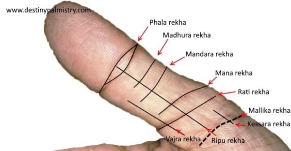 indian thumb reading, copyright image belongs to Sari Puhakka, destiny palmistry copyright