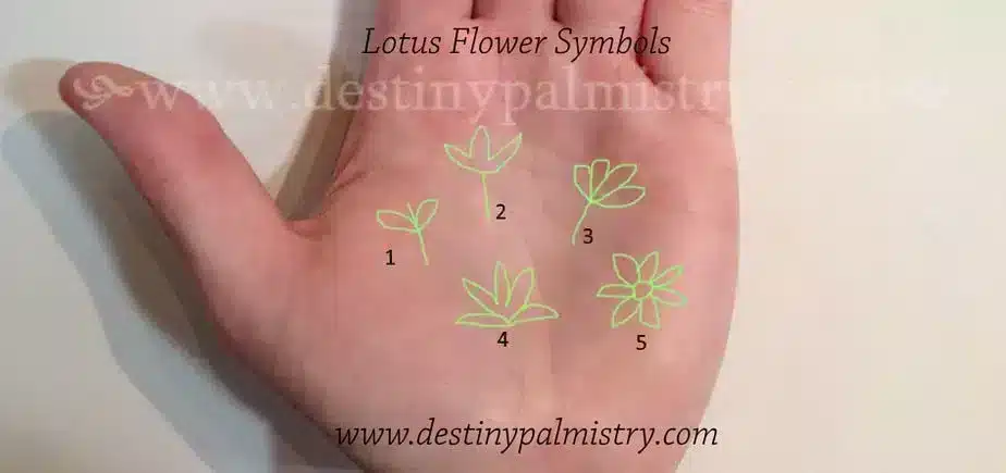 lotus flower symbol, lotus sign, palmistry lotus sign, palm symbol lotus flower, lotus flower sign, palm signs,