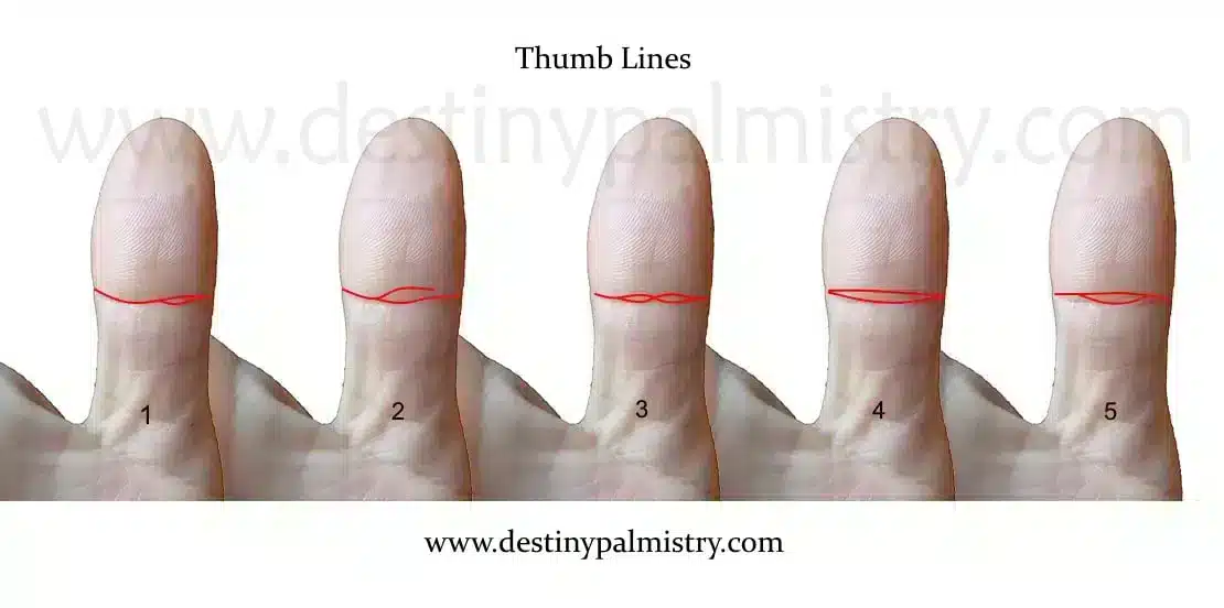 thumb lines, thumb crease, palmistry lines