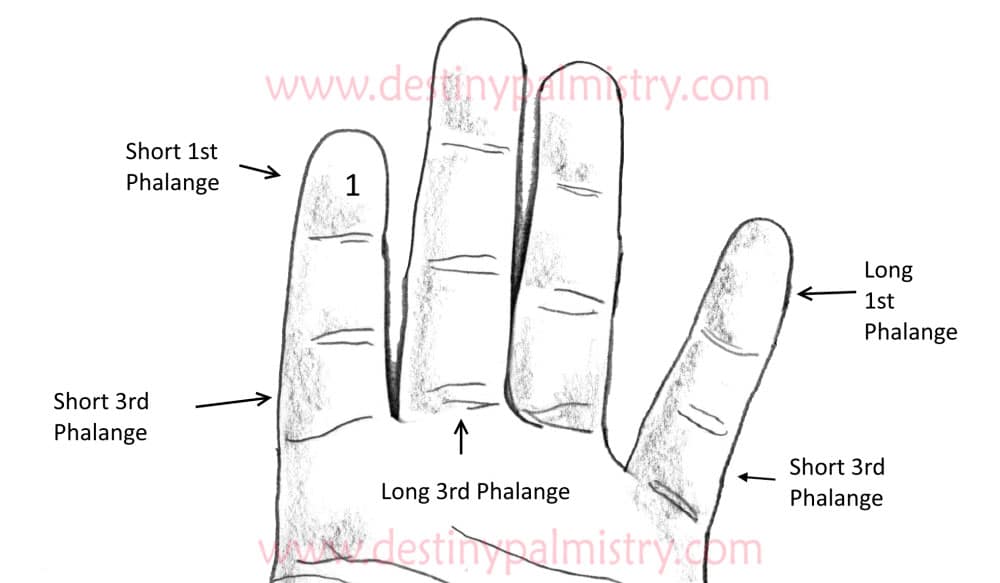 Finger Phalanges and Their Meaning in Palmistry Destiny Palmistry