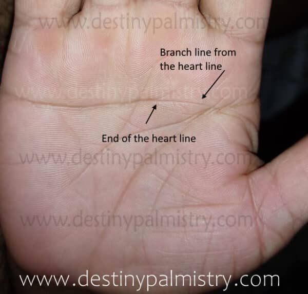 branch from the heart line