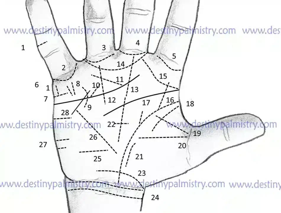 Minor Lines in Palmistry and Palm Reading