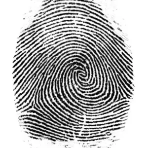 dermatoglyphics, composite whorl image by destiny palmistry