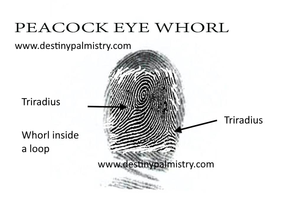 Fingerprint Meanings Including Loops and Whorls Destiny Palmistry